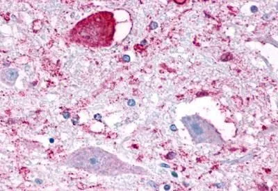IHC-P analysis of brain, medulla, neurons within hypoglossal nucleus tissue using GTX13367 NPFF1 receptor antibody.