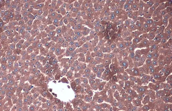 PP2A alpha + PP2A beta antibody detects PP2A alpha + PP2A beta protein at cytoplasm by immunohistochemical analysis. Sample: Paraffin-embedded mouse liver. PP2A alpha + PP2A beta stained by PP2A alpha + PP2A beta antibody (GTX133709) diluted at 1:1000. Antigen Retrieval: Citrate buffer, pH 6.0, 15 min