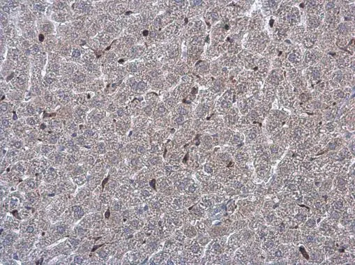 NOX2 / gp91phox antibody detects NOX2 / gp91phox protein at cell membrane and cytoplasm by immunohistochemical analysis. Sample: Paraffin-embedded mouse liver. NOX2 / gp91phox stained by NOX2 / gp91phox antibody (GTX133715) diluted at 1:1000.
 Antigen Retrieval: Citrate buffer, pH 6.0, 15 min