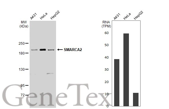 Various whole cell extracts (30 μg) were separated by 5% SDS-PAGE, and the membrane was blotted with SMARCA2 antibody (GTX133724) diluted at 1:1000. The HRP-conjugated anti-rabbit IgG antibody (GTX213110-01) was used to detect the primary antibody. Corresponding RNA expression data for the same cell lines are based on Human Protein Atlas program.
