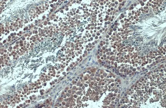 Importin beta 1 antibody detects Importin beta 1 protein at cytoplasm by immunohistochemical analysis. Sample: Paraffin-embedded mouse testis. Importin beta 1 stained by Importin beta 1 antibody (GTX133733) diluted at 1:500. Antigen Retrieval: Citrate buffer, pH 6.0, 15 min
