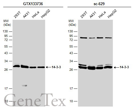 Various whole cell extracts (30 μg) were separated by 12% SDS-PAGE, and the membranes were blotted with 14-3-3 antibody (GTX133736) diluted at 1:3000 and competitor's antibody (sc-629) diluted at 1:1000. The HRP-conjugated anti-rabbit IgG antibody (GTX213110-01) was used to detect the primary antibody.