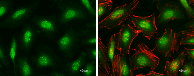ID1 antibody