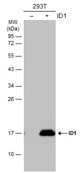 ID1 antibody