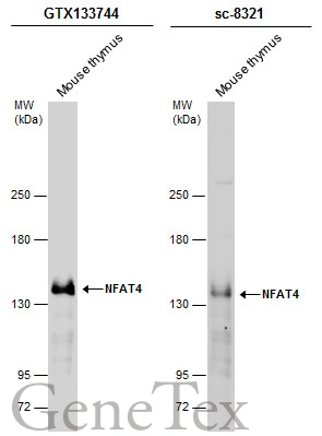 NFAT4 antibody
