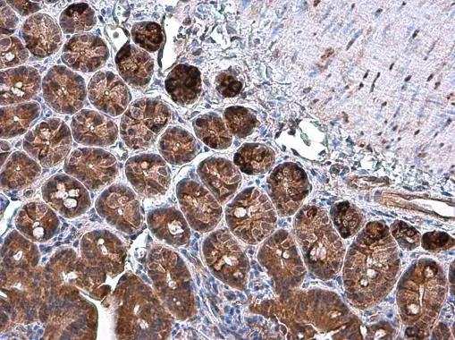 SPARC antibody detects SPARC protein in mouse duodenum by immunohistochemical analysis. Sample: Paraffin-embedded mouse duodenum. SPARC antibody (GTX133747) diluted at 1:500. 
 Antigen Retrieval: Citrate buffer, pH 6.0, 15 min