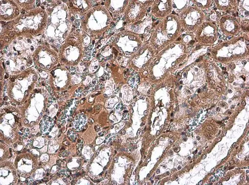 SPARC antibody detects SPARC protein in rat kidney by immunohistochemical analysis. Sample: Paraffin-embedded rat kidney. SPARC antibody (GTX133747) diluted at 1:500. 
 Antigen Retrieval: Citrate buffer, pH 6.0, 15 min