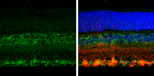 SPARC antibody detects SPARC protein by immunohistochemical analysis. Samples: Paraffin-embedded mouse retina. Green: SPARC protein stained by SPARC antibody (GTX133747) diluted at 1:250. Red: beta Tubulin 3/ Tuj1, a marker, stained by beta Tubulin 3/ Tuj1 antibody [GT1338] (GTX631831) diluted at 1:500. Blue: Fluoroshield with DAPI (GTX30920). 
 Antigen Retrieval: Citrate buffer, pH 6.0, 15 min