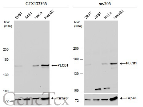 PLCB1 antibody