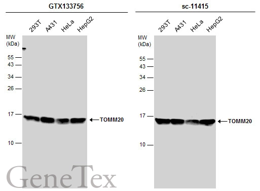 Anti-TOMM20 antibody (GTX133756) | GeneTex