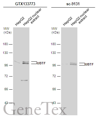 HepG2 whole cell and nuclear extracts (30 μg) were separated by 7.5% SDS-PAGE, and the membranes were blotted with UBTF antibody (GTX133773) diluted at 1:1000 and competitor's antibody (sc-9131) diluted at 1:500. The HRP-conjugated anti-rabbit IgG antibody (GTX213110-01) was used to detect the primary antibody.