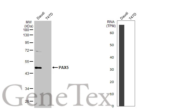 Various whole cell extracts (30 μg) were separated by 10% SDS-PAGE, and the membrane was blotted with PAX5 antibody (GTX133777) diluted at 1:1000. The HRP-conjugated anti-rabbit IgG antibody (GTX213110-01) was used to detect the primary antibody. Corresponding RNA expression data for the same cell lines are based on Human Protein Atlas program.