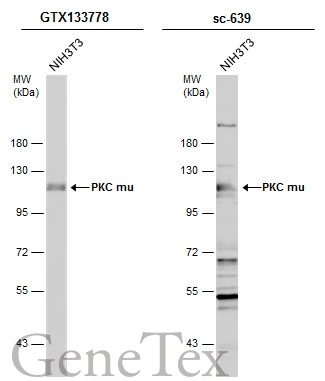 PKC mu antibody