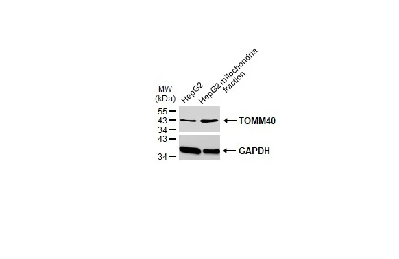 HepG2 and mitochondria extracts (30 μg) were separated by SDS-PAGE, and the membrane was blotted with TOMM40 antibody (GTX133780) diluted at 1:1000. The HRP-conjugated anti-rabbit IgG antibody (GTX213110-01) was used to detect the primary antibody.