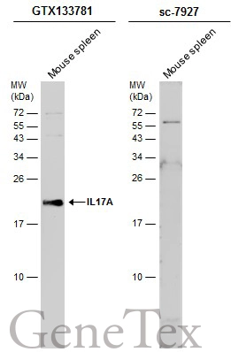 Mouse tissue extract (50 μg) was separated by 15% SDS-PAGE, and the membranes were blotted with IL17A antibody (GTX133781) diluted at 1:1000 and competitor's antibody (sc-7927) diluted at 1:100. The HRP-conjugated anti-rabbit IgG antibody (GTX213110-01) was used to detect the primary antibody.