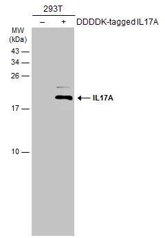 Non-transfected (–) and transfected (+) 293T whole cell extracts (30 μg) were separated by 15% SDS-PAGE, and the membrane was blotted with IL17A antibody (GTX133781) diluted at 1:5000. The HRP-conjugated anti-rabbit IgG antibody (GTX213110-01) was used to detect the primary antibody.
