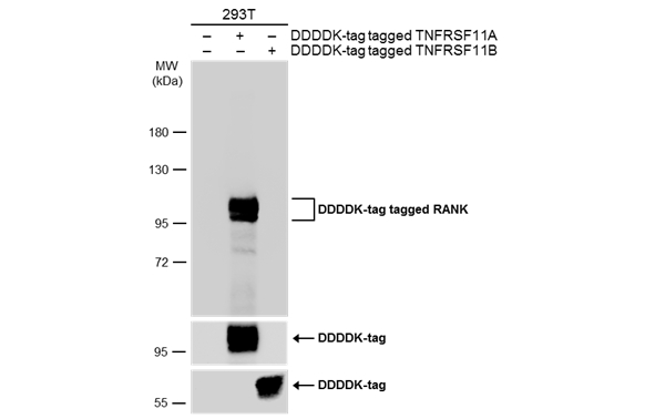 Non-transfected (–) and transfected (+) 293T whole cell extracts (30 μg) were separated by 7.5% SDS-PAGE, and the membrane was blotted with RANK antibody (GTX133795) diluted at 1:20000. The HRP-conjugated anti-rabbit IgG antibody (GTX213110-01) was used to detect the primary antibody.