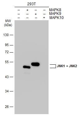 jnk2 antibody