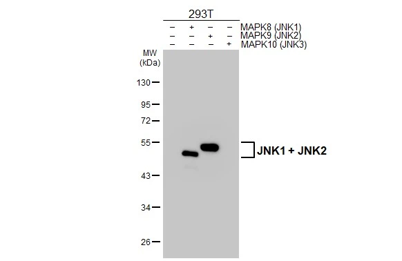 Non-transfected (–) and transfected (+) 293T whole cell extracts (30 μg) were separated by 10% SDS-PAGE, and the membrane was blotted with JNK1 + JNK2 antibody (GTX133806) diluted at 1:5000. The HRP-conjugated anti-rabbit IgG antibody (GTX213110-01) was used to detect the primary antibody.