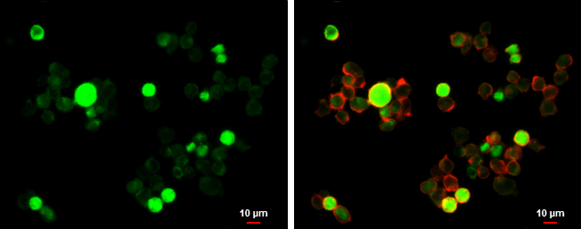 GFI1 antibody detects GFI1 protein at cytoplasm and nucleus by immunofluorescent analysis. Sample: THP-1 cells were fixed in 4% paraformaldehyde at RT for 15 min. Green: GFI1 stained by GFI1 antibody (GTX133807) diluted at 1:500. Red: phalloidin, a cytoskeleton marker, diluted at 1:100. Scale bar= 10 μm.