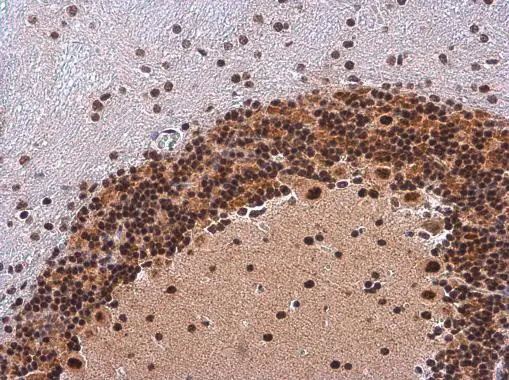 IRS1 (phospho Ser307) antibody detects IRS1 (phospho Ser307) protein at nucleus by immunohistochemical analysis. Sample: Paraffin-embedded mouse brain. IRS1 (phospho Ser307) stained by IRS1 (phospho Ser307) antibody (GTX133848) diluted at 1:500.
 Antigen Retrieval: Citrate buffer, pH 6.0, 15 min