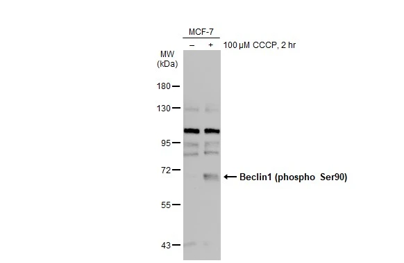 Beclin 1 (phospho Ser90) antibody