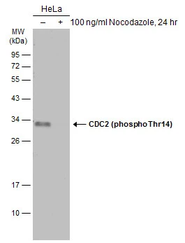 Untreated (–) and treated (+) HeLa whole cell extracts (30 μg) were separated by 12% SDS-PAGE, and the membrane was blotted with CDC2 (phospho Thr14) antibody (GTX133860) diluted at 1:500. The HRP-conjugated anti-rabbit IgG antibody (GTX213110-01) was used to detect the primary antibody.