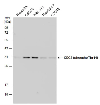 Various whole cell extracts (30 μg) were separated by 12% SDS-PAGE, and the membrane was blotted with CDC2 (phospho Thr14) antibody (GTX133860) diluted at 1:500. The HRP-conjugated anti-rabbit IgG antibody (GTX213110-01) was used to detect the primary antibody.