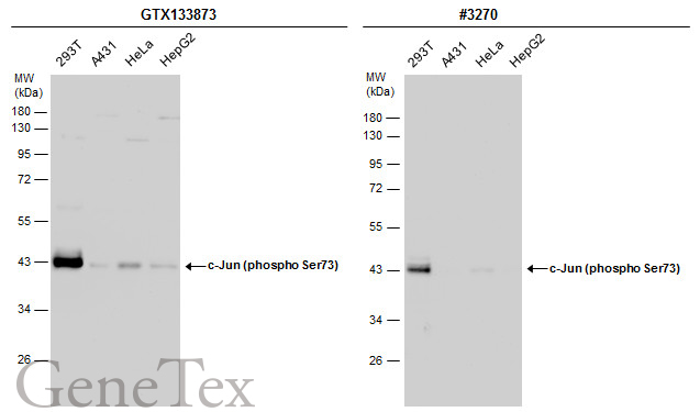 c jun phospho ser73 antibody