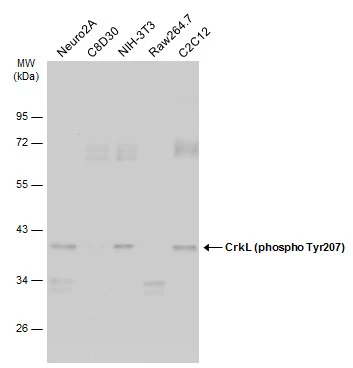 Various whole cell extracts (30 μg) were separated by 10% SDS-PAGE, and the membrane was blotted with CrkL (phospho Tyr207) antibody (GTX133949) diluted at 1:500. The HRP-conjugated anti-rabbit IgG antibody (GTX213110-01) was used to detect the primary antibody.