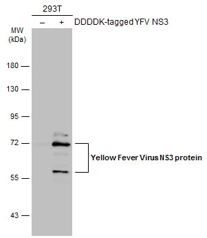 Non-transfected (–) and transfected (+) 293T whole cell extracts (30 μg) were separated by 7.5% SDS-PAGE, and the membrane was blotted with YFV virus NS3 protein antibody (GTX133959) diluted at 1:5000. The HRP-conjugated anti-rabbit IgG antibody (GTX213110-01) was used to detect the primary antibody.