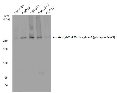 Various whole cell extracts (30 μg) were separated by 5% SDS-PAGE, and the membrane was blotted with Acetyl-CoA Carboxylase 1 (phospho Ser79) antibody (GTX133974) diluted at 1:500. The HRP-conjugated anti-rabbit IgG antibody (GTX213110-01) was used to detect the primary antibody.