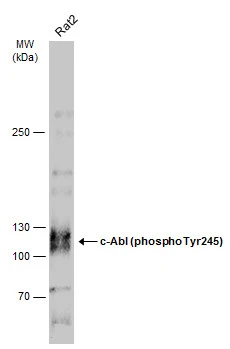 c-Abl (phospho Tyr245) antibody