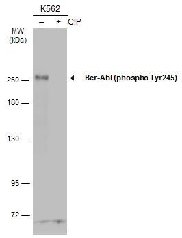 c-Abl (phospho Tyr245) antibody