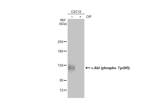 c-Abl (phospho Tyr245) antibody