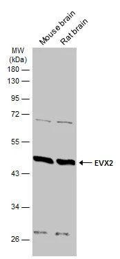 EVX2 antibody