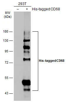 Anti-CD68 antibody (GTX134008) | GeneTex