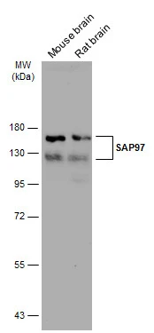 SAP97 antibody