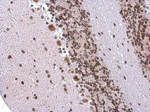 EN1 antibody