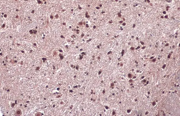 EN1 antibody