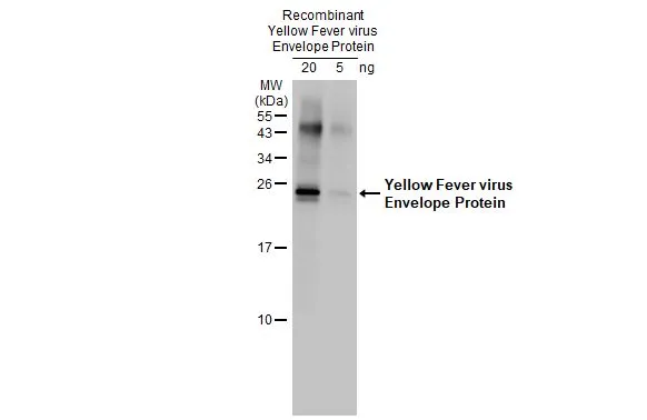 Recombinant Yellow Fever Virus Envelope Protein were separated by 15% SDS-PAGE, and the membrane was blotted with Yellow Fever virus Envelope Protein antibody (GTX134024) diluted at 1:1000. The HRP-conjugated anti-rabbit IgG antibody (GTX213110-01) was used to detect the primary antibody.