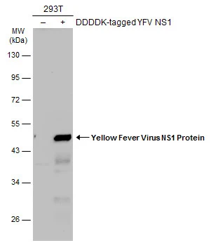 Non-transfected (–) and transfected (+) 293T whole cell extracts (30 μg) were separated by 10% SDS-PAGE, and the membrane was blotted with Yellow Fever Virus NS1 Protein antibody (GTX134025) diluted at 1:5000. The HRP-conjugated anti-rabbit IgG antibody (GTX213110-01) was used to detect the primary antibody.