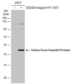 Non-transfected (–) and transfected (+) 293T whole cell extracts (30 μg) were separated by 10% SDS-PAGE, and the membrane was blotted with Yellow Fever Virus NS1 Protein antibody (GTX134026) diluted at 1:5000. The HRP-conjugated anti-rabbit IgG antibody (GTX213110-01) was used to detect the primary antibody.