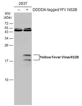 Non-transfected (–) and transfected (+) 293T whole cell extracts (60 μg) were separated by 15% SDS-PAGE, and the membrane was blotted with Yellow Fever Virus NS2B Protein antibody (GTX134028) diluted at 1:5000. The HRP-conjugated anti-rabbit IgG antibody (GTX213110-01) was used to detect the primary antibody.