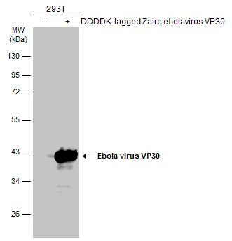 Non-transfected (–) and transfected (+) 293T whole cell extracts (30 μg) were separated by 10% SDS-PAGE, and the membrane was blotted with Ebola virus VP30 antibody (GTX134035) diluted at 1:5000. The HRP-conjugated anti-rabbit IgG antibody (GTX213110-01) was used to detect the primary antibody.