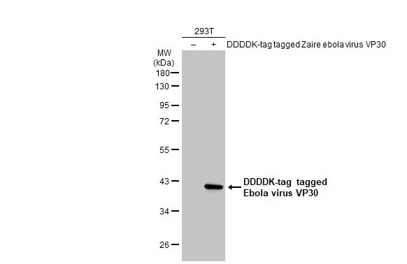 Non-transfected (–) and transfected (+) 293T whole cell extracts (30 μg) were separated by 10% SDS-PAGE, and the membrane was blotted with Ebola virus VP30 antibody (GTX134037) diluted at 1:5000. The HRP-conjugated anti-rabbit IgG antibody (GTX213110-01) was used to detect the primary antibody.