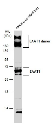 EAAT1 antibody