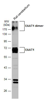 EAAT1 antibody