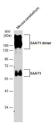 EAAT1 antibody