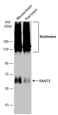 EAAT2 antibody